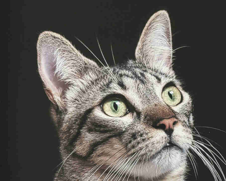 Unwavering Commitment